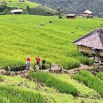 Pa Pong Piang Rice Terrace and Doi Inthanon National Park - In-Depth Look at the Itinerary