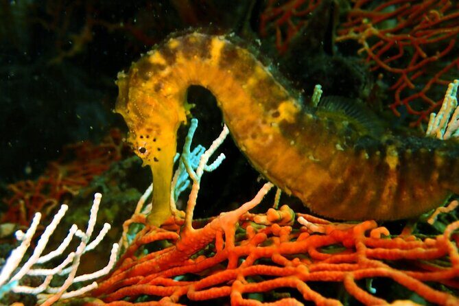 PADI Discover Scuba 3 Times Diving Phuket - Who Will Love This Tour?