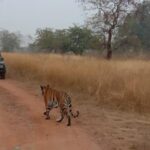 Panna Tiger Reserve National Park Jeep Safari from Khajuraho - The Value & Practical Considerations
