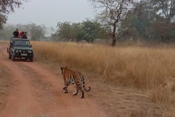Panna Tiger Reserve National Park Jeep Safari from Khajuraho - The Value & Practical Considerations