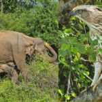 Paradise Sigiriya,Kandy,Nuwara eliya,Ella(Udawalawe/Yala)Tours - The Practicalities and Value