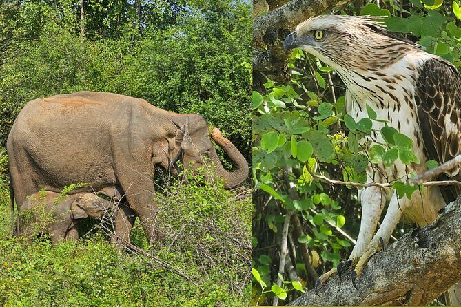 Paradise Sigiriya,Kandy,Nuwara eliya,Ella(Udawalawe/Yala)Tours - The Practicalities and Value