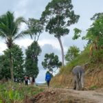 Patong Highlight Elephant Sanctuary with Guide Tour - Why This Tour Is a Win for Ethical Travelers