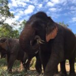 Pattaya: Ethical Elephant Sanctuary Interactive Tour - Why This Tour Stands Out
