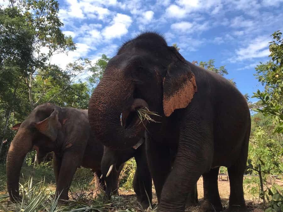 Pattaya: Ethical Elephant Sanctuary Interactive Tour - Why This Tour Stands Out