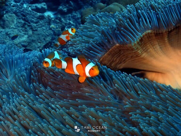 Pattaya: Fun Dive 2 Ocean Dives and Lunch (Certified Diver) - Why This Tour Stands Out