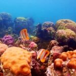 Pattaya: Nemo Island Experience with Drone Photos and Lunch - An In-Depth Look at the Nemo Island Tour