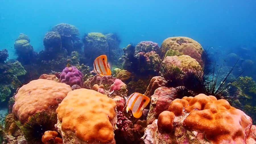 Pattaya: Nemo Island Experience with Drone Photos and Lunch - An In-Depth Look at the Nemo Island Tour