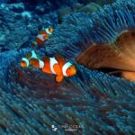 Pattaya: Snorkeling and Scuba Diving (For First Timer) - The Value of This Tour