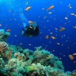 Pattaya: Snorkeling or Beginner Scuba Diving Tour with lunch - Who Should Consider This Tour?