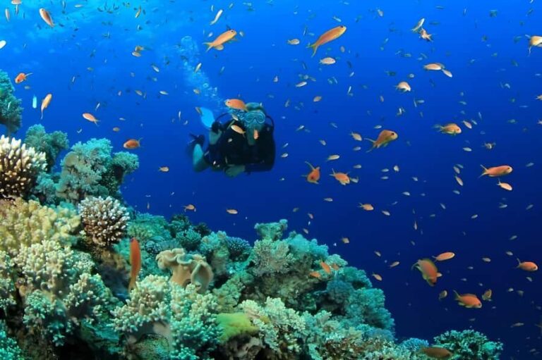 Pattaya: Snorkeling or Beginner Scuba Diving Tour with lunch - Who Should Consider This Tour?