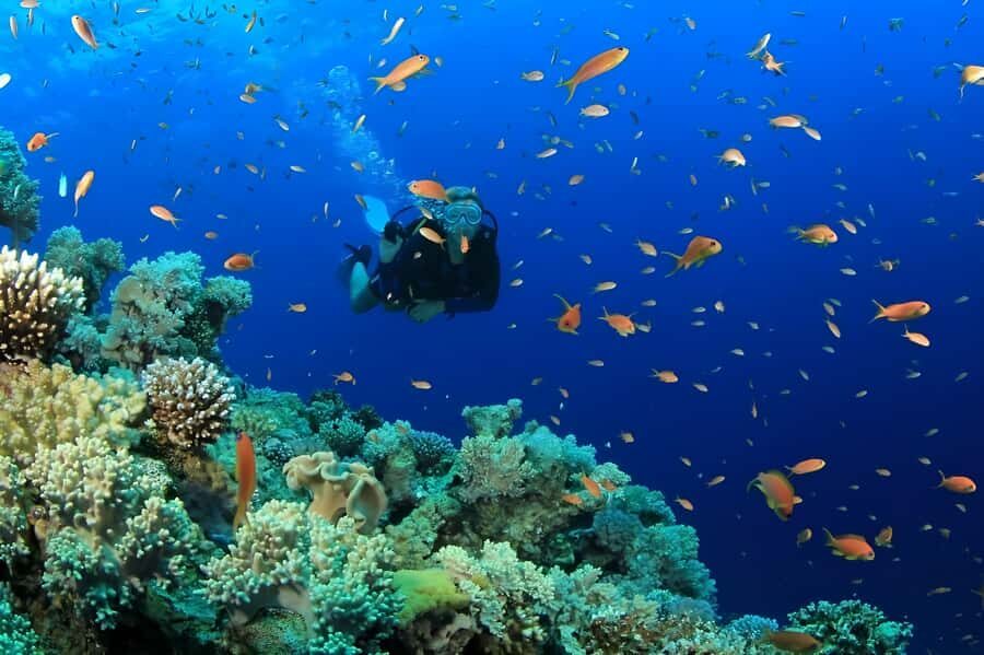 Pattaya: Snorkeling or Beginner Scuba Diving Tour with lunch - Who Should Consider This Tour?