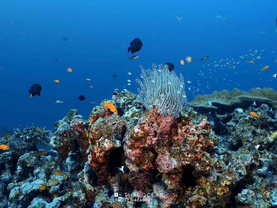 Pattaya: Try Dive with 2 Ocean Dives (For First Timer) - Why Choose This Pattaya Try Dive Experience?