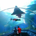 Pattaya Underwater World Tickets - The Itinerary Breakdown: What to Expect