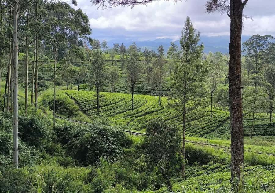 Pekoe Trail 6-9: Guided 6 Day Trail with Hotels & Transfers - Detailed Breakdown of the Itinerary