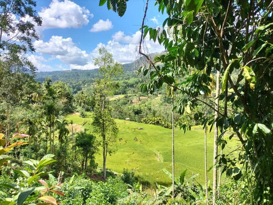 Pekoe Trail Stage 4 Guided Hike (Tawalantenne-Pundaluoya) - Discovering the Pekoe Trail Stage 4