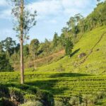 Pekoe Trail Stage 6 Guided Hike (Watagoda-Kotagala) - Transportation & Logistics: Making It Seamless