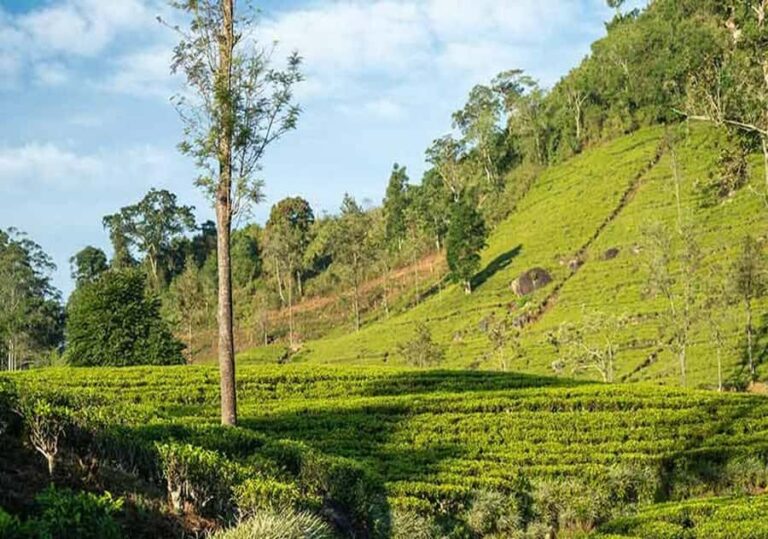 Pekoe Trail Stage 6 Guided Hike (Watagoda-Kotagala) - Transportation & Logistics: Making It Seamless