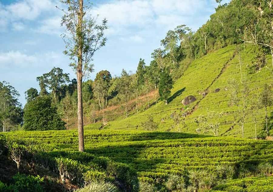 Pekoe Trail Stage 6 Guided Hike (Watagoda-Kotagala)