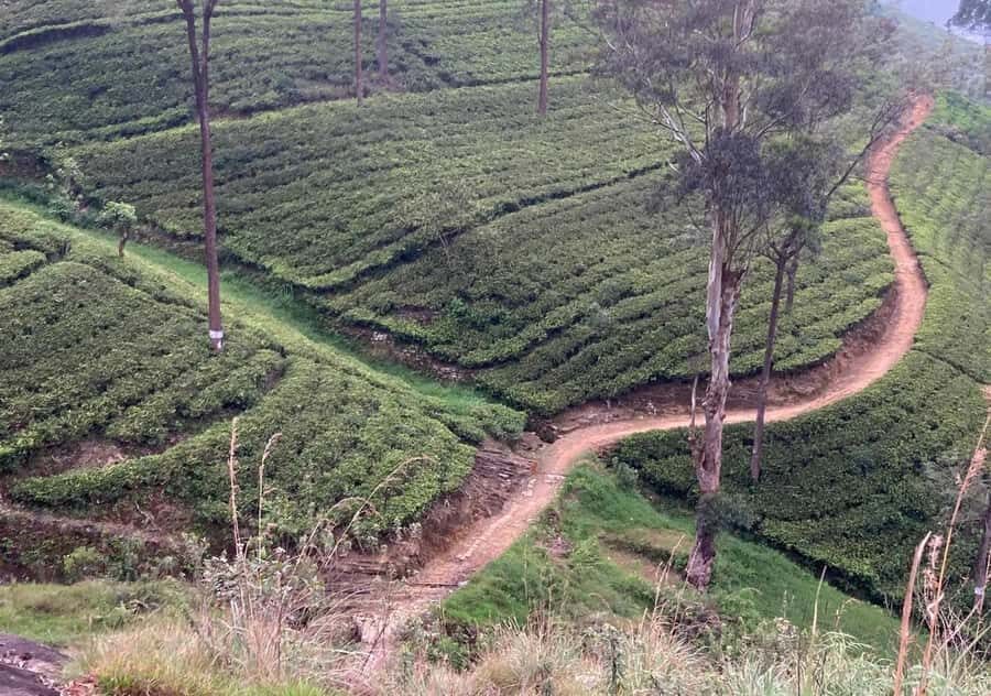 Pekoe Trail Stage 9 Guided Hike (Bogawantalawa-Dayagama) - Exploring the Route: What to Expect