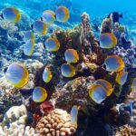 Pemuteran Bali: Menjangan Island Snorkeling Trip with Lunch - What Makes This Tour Special?
