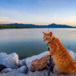 Penang Balik Pulau Countryside Morning Cycling with Transfers - The Practical Side: Logistics and Value