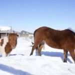 Penguins, Countryside & Fairytale VillageSapporo Day Trip - Practical Details and Considerations