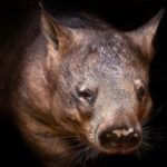 Perth: Nocturnal Night Stalk Tour with WA Wildlife Encounter - The Wildlife Encounters: What Makes Them Special?