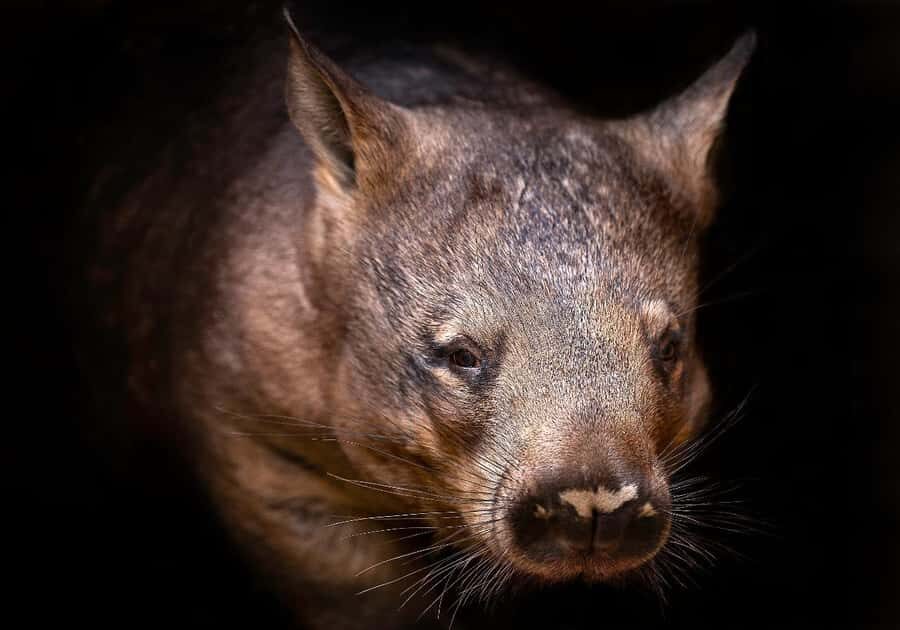Perth: Nocturnal Night Stalk Tour with WA Wildlife Encounter - The Wildlife Encounters: What Makes Them Special?