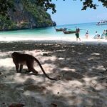 Phi Phi Islands: 2 Days, 1 Night Trip with Activities - What to Expect on the Phi Phi Islands Tour