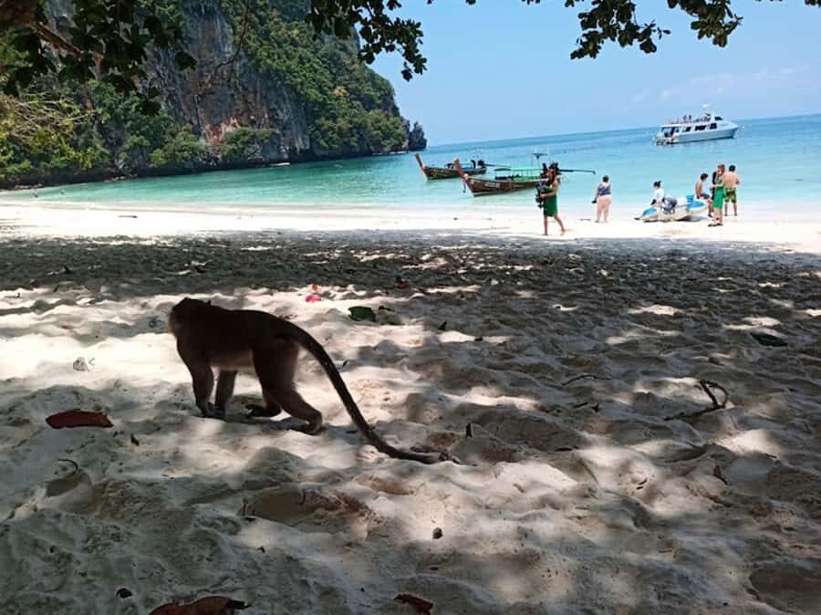 Phi Phi Islands: 2 Days, 1 Night Trip with Activities - What to Expect on the Phi Phi Islands Tour