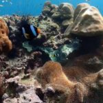 Phi Phi, Maya, Khai Island: Snorkeling Day Trip from Phuket - Practical Tips for Making the Most of Your Trip