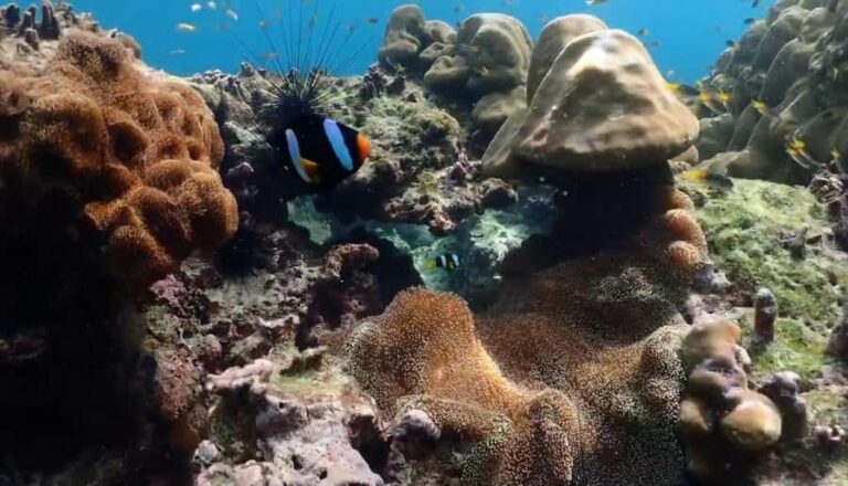 Phi Phi, Maya, Khai Island: Snorkeling Day Trip from Phuket - Practical Tips for Making the Most of Your Trip