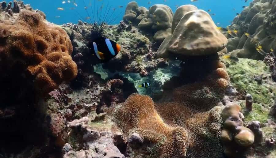 Phi Phi, Maya, Khai Island: Snorkeling Day Trip from Phuket - Practical Tips for Making the Most of Your Trip