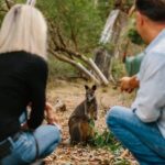 Phillip Island and Penguin Parade Private Tour - Encounters with Koalas at the Conservation Reserve