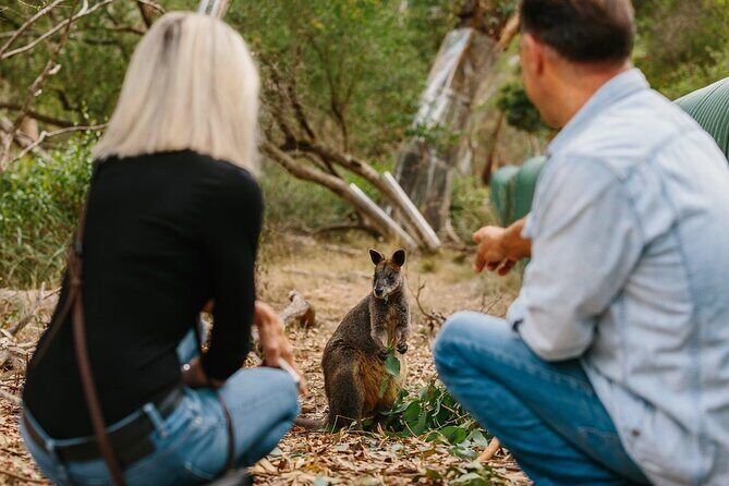 Phillip Island and Penguin Parade Private Tour - Encounters with Koalas at the Conservation Reserve