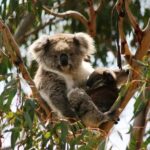 Phillip Island: Hop-On Hop-Off Bus Tour - How the Itinerary Works: An Overview of Stops and Flexibility