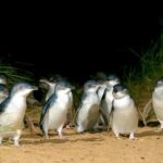 Phillip Island Penguin Direct Sunset Tour - Practical Details and Tips