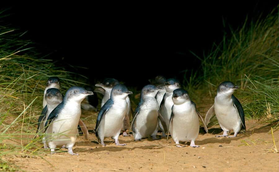 Phillip Island Penguin Direct Sunset Tour - Practical Details and Tips