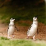 Phillip Island Penguin Parade Express Tour from Melbourne - What’s Included and What’s Not