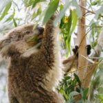 Phillip Island: Penguins and Wildlife Full-Day Tour - The Value Perspective