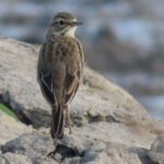 Phnom Penh & Kirirom National Park Birds Tour - Why This Tour Stands Out