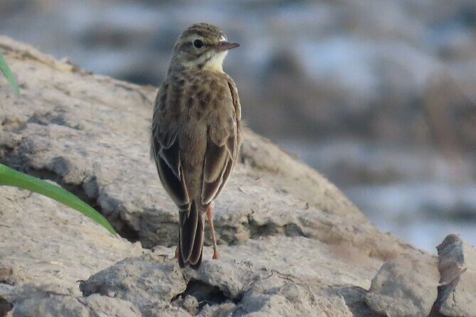 Phnom Penh & Kirirom National Park Birds Tour - Why This Tour Stands Out