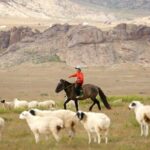 Photography & Tour services in Ulaanbaatar - The Sum Up