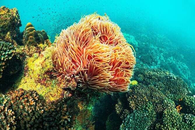 Phu Quoc 1-Day Boat Trip Snorkeling and Island Discovery - Whats Included and What to Consider