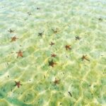Phu Quoc: Half-Day Starfish Beach Tour (No Lunch) - Practical Details & Tips for Travelers