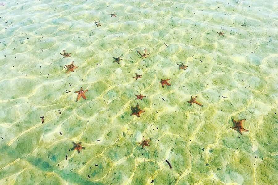 Phu Quoc: Half-Day Starfish Beach Tour (No Lunch) - Practical Details & Tips for Travelers