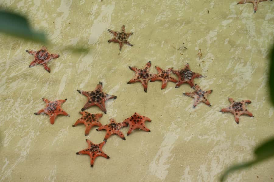 Phu Quoc: Rach Vem Starfish Kingdom & Cooking Experience - How It Fits Into Your Phu Quoc Trip