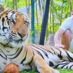 Phuket City tour with Tiger Experience (Best Seller) - A Detailed Look at the Tour Itinerary