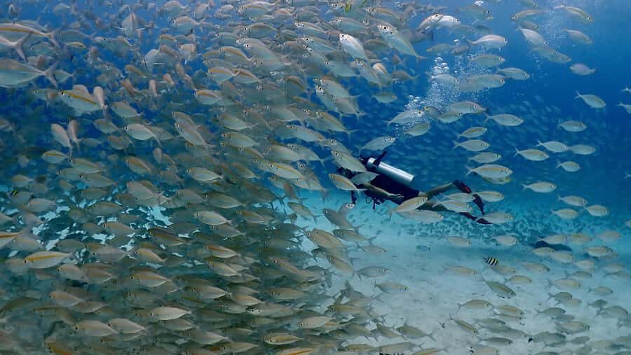 Phuket: Discover Scuba Diving to Racha Yai Island - What Sets This Tour Apart?